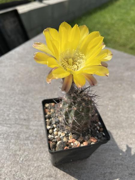 Acanthocalycium glaucum
